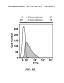 POROUS SCAFFOLDS FOR STEM CELL RENEWAL diagram and image