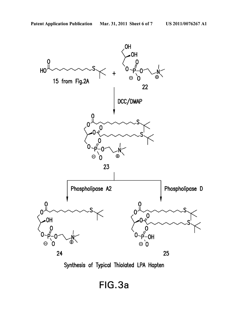 HUMANIZED ANTIBODY COMPOSITIONS AND METHODS FOR BINDING LYSOPHOSPHATIDIC ACID - diagram, schematic, and image 07
