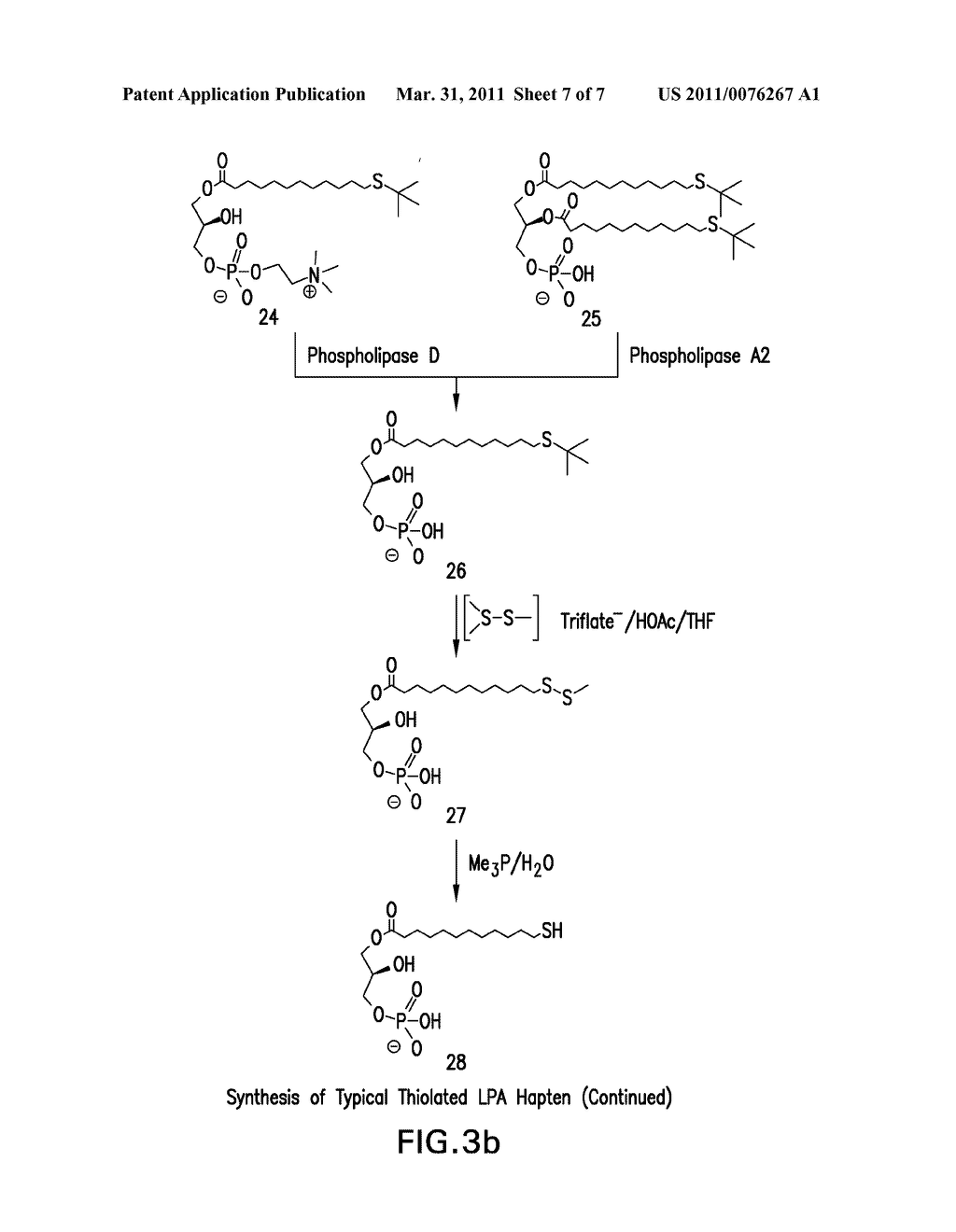 HUMANIZED ANTIBODY COMPOSITIONS AND METHODS FOR BINDING LYSOPHOSPHATIDIC ACID - diagram, schematic, and image 08