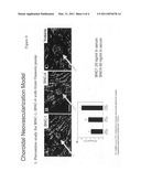 Modulators of Hypoxia Inducible Factor-1 and Related Uses for the Treatment of Ocular Disorders diagram and image