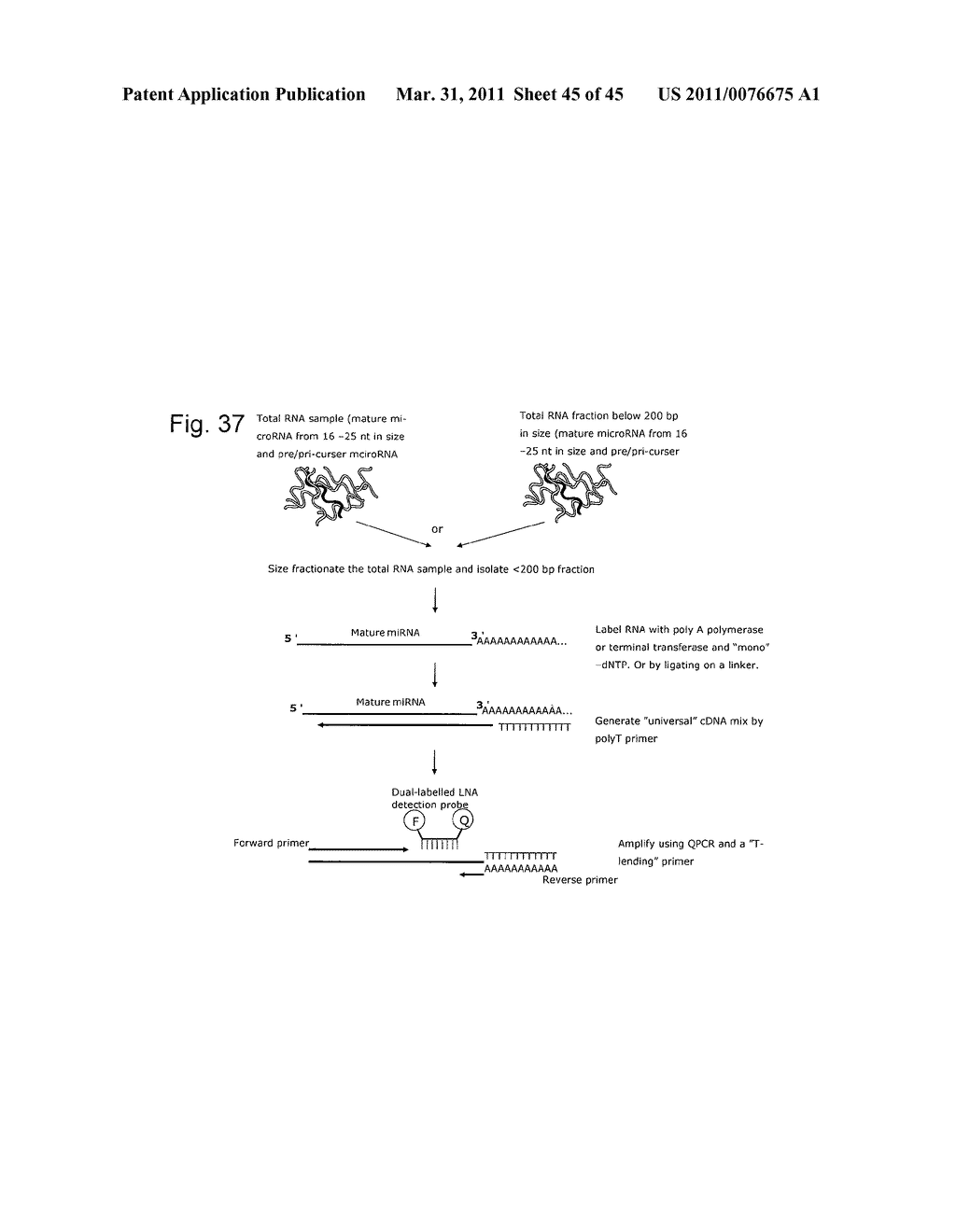 NOVEL METHODS FOR QUANTIFICATION OF MICRORNAS AND SMALL INTERFERING RNAS - diagram, schematic, and image 46