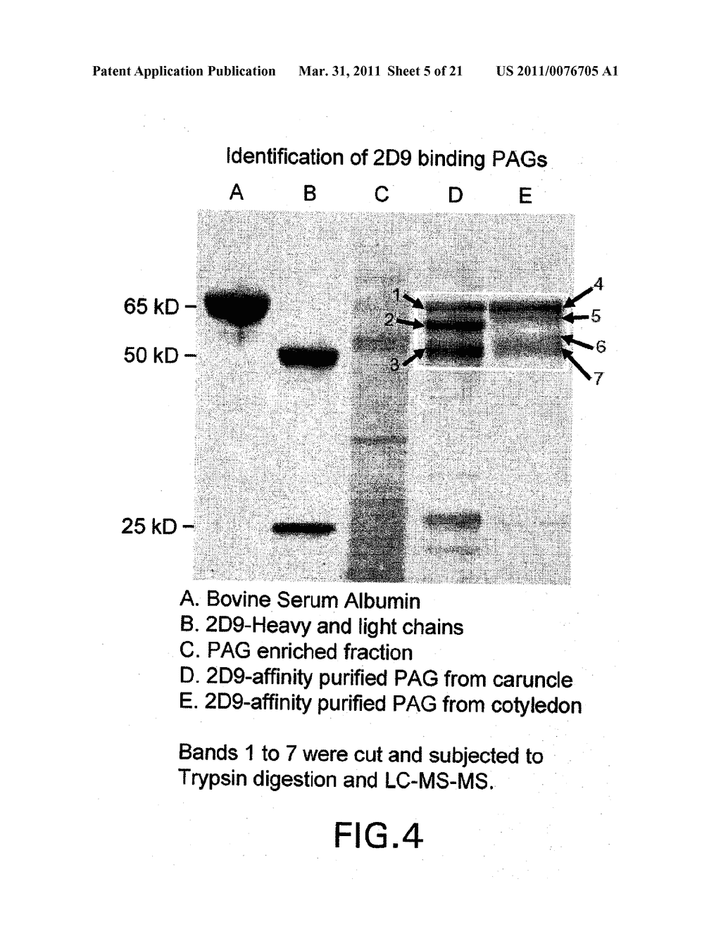 COMPOSITIONS AND METHODS FOR EARLY PREGNANCY DIAGNOSIS - diagram, schematic, and image 06