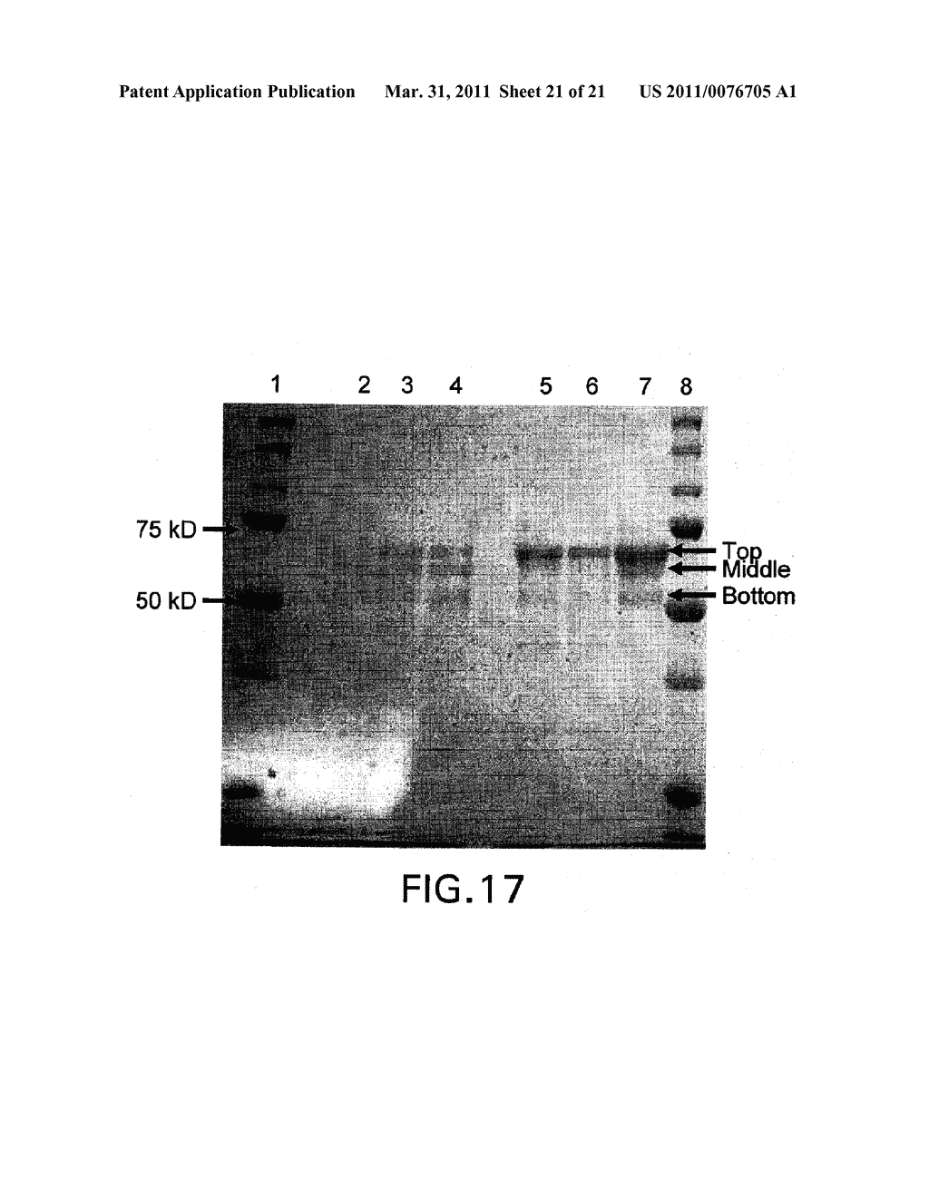 COMPOSITIONS AND METHODS FOR EARLY PREGNANCY DIAGNOSIS - diagram, schematic, and image 22