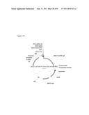 THREE-DIMENSIONAL STRUCTURE OF ISOPRENE SYNTHASE AND ITS USE THEREOF FOR GENERATING VARIANTS diagram and image