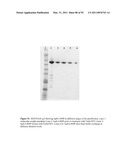 THREE-DIMENSIONAL STRUCTURE OF ISOPRENE SYNTHASE AND ITS USE THEREOF FOR GENERATING VARIANTS diagram and image