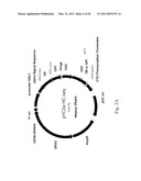 ANTIBODY LIBRARY DISPLAY BY YEAST CELL PLASMA MEMBRANE diagram and image