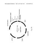 ANTIBODY LIBRARY DISPLAY BY YEAST CELL PLASMA MEMBRANE diagram and image