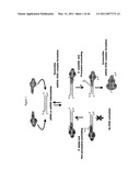 siRNA targeting TIE-2 diagram and image