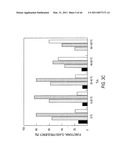 siRNA targeting TIE-2 diagram and image