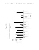 siRNA targeting TIE-2 diagram and image