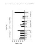 siRNA targeting TIE-2 diagram and image