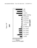 siRNA targeting TIE-2 diagram and image