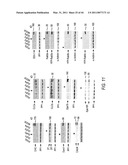 siRNA targeting TIE-2 diagram and image