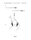 GROWTH HORMONE POLYPEPTIDES AND METHODS OF MAKING AND USING SAME diagram and image