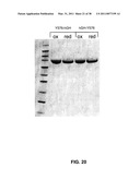 GROWTH HORMONE POLYPEPTIDES AND METHODS OF MAKING AND USING SAME diagram and image