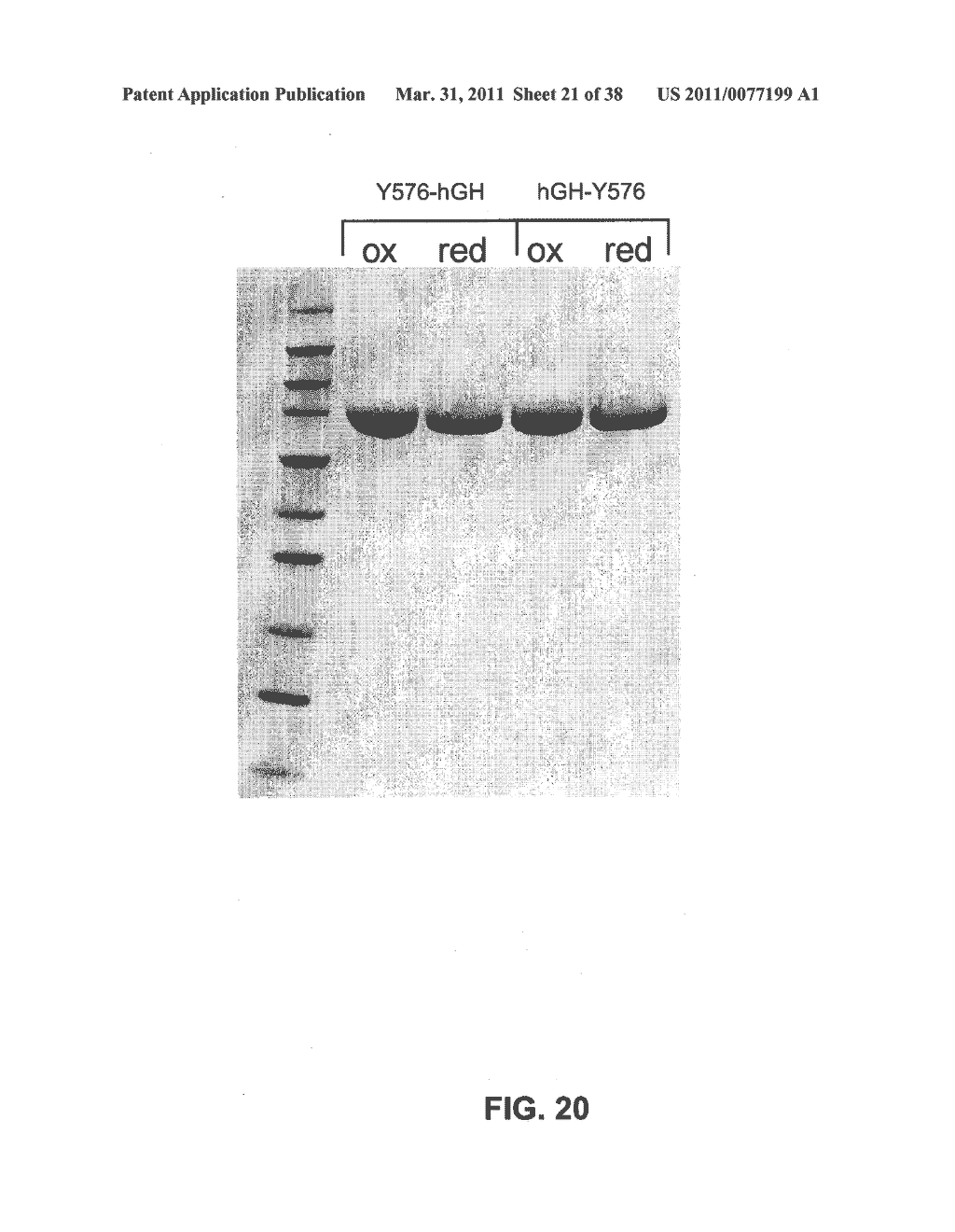 GROWTH HORMONE POLYPEPTIDES AND METHODS OF MAKING AND USING SAME - diagram, schematic, and image 22