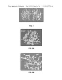 STAT3 INHIBITING COMPOSITIONS AND METHODS diagram and image