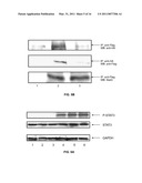 STAT3 INHIBITING COMPOSITIONS AND METHODS diagram and image