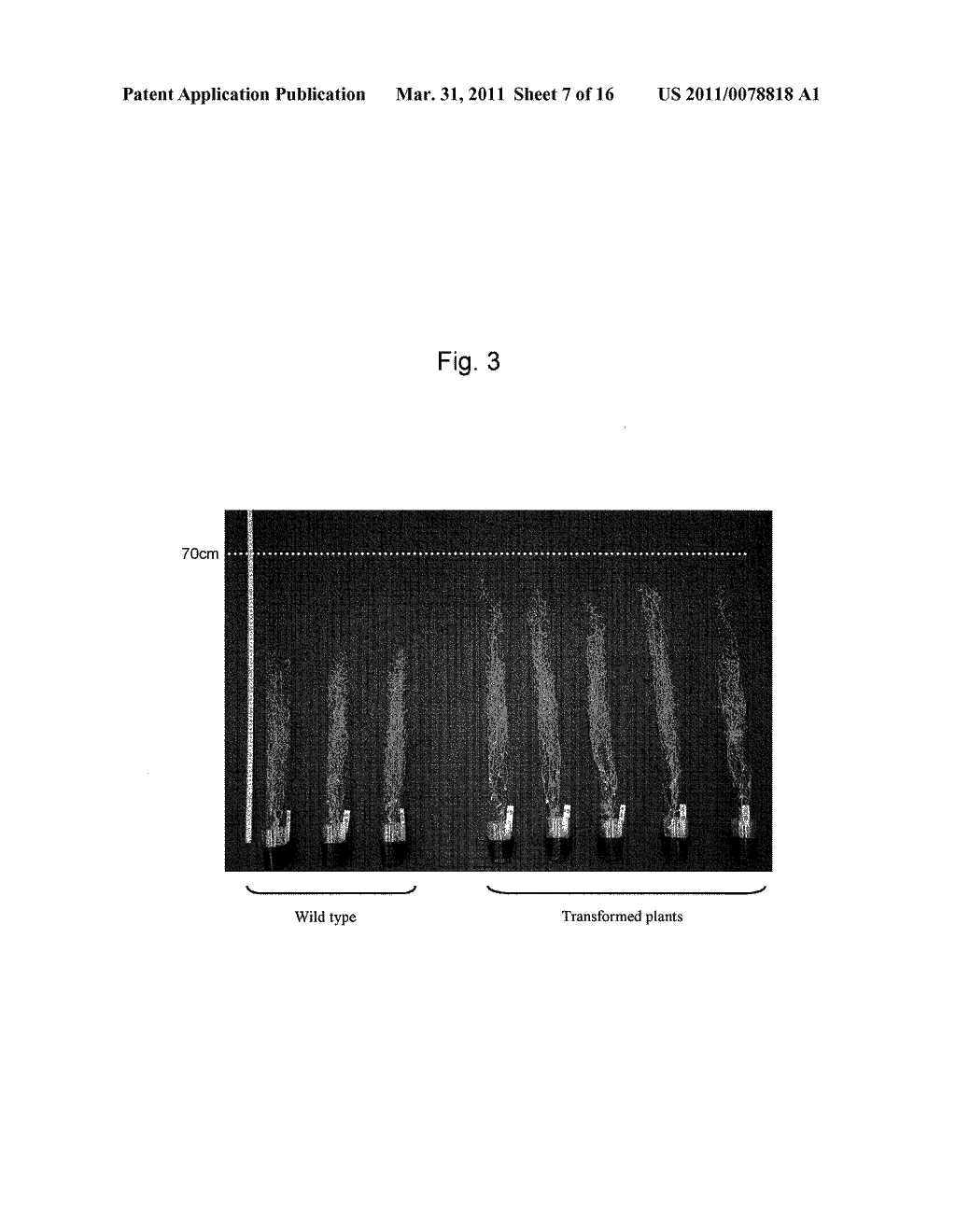 GENE FOR INCREASING THE PRODUCTION OF PLANT BIOMASS AND/OR SEEDS AND METHOD FOR USE THEREOF - diagram, schematic, and image 08