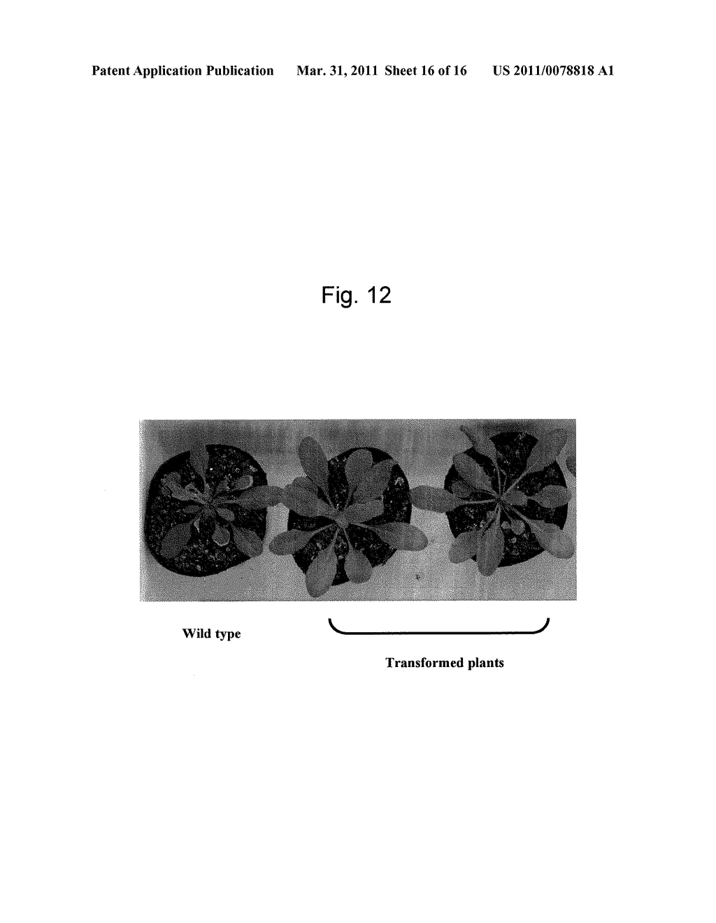 GENE FOR INCREASING THE PRODUCTION OF PLANT BIOMASS AND/OR SEEDS AND METHOD FOR USE THEREOF - diagram, schematic, and image 17