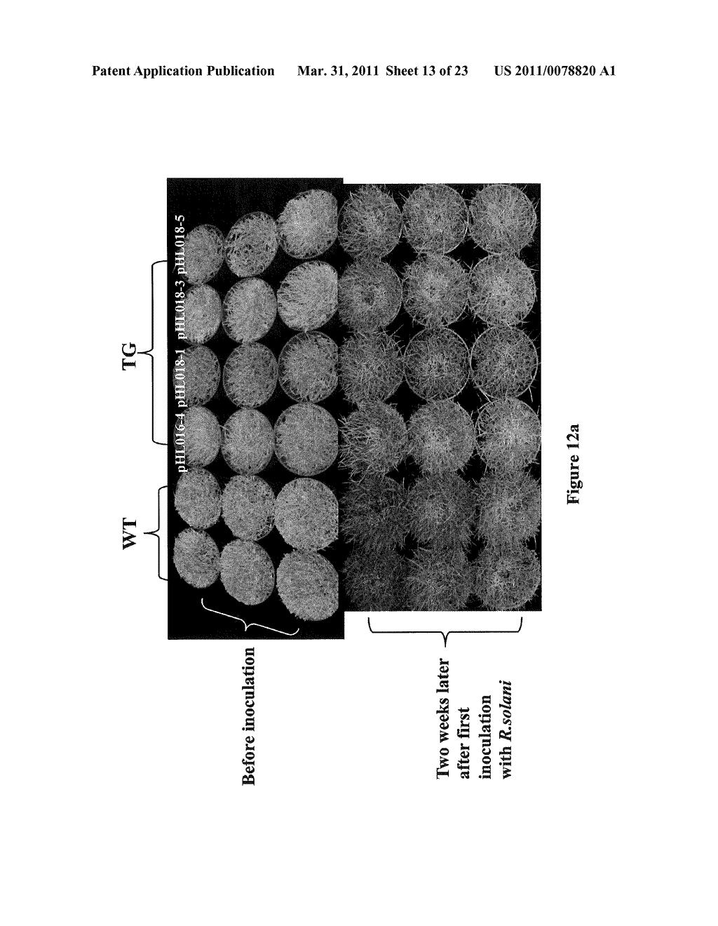 METHODS AND COMPOSITIONS FOR TRANSGENIC PLANTS PRODUCING ANTIMICROBIAL PEPTIDES FOR ENHANCED DISEASE RESISTANCE - diagram, schematic, and image 14