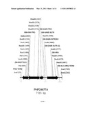 Methods and Compositions for Enhanced Yield by Targeted Expression of Knotted1 diagram and image