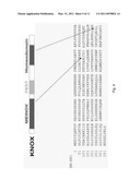 Methods and Compositions for Enhanced Yield by Targeted Expression of Knotted1 diagram and image