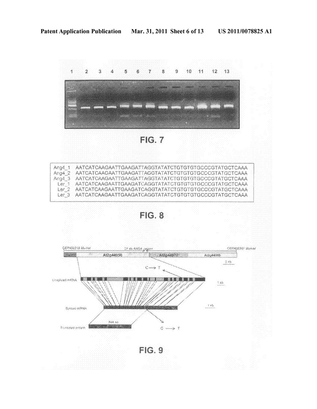 Modulation of plant cell number - diagram, schematic, and image 07