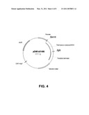 Polypeptides having cellulolytic enhancing activity and polynucleotides encoding same diagram and image