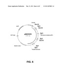 Polypeptides having cellulolytic enhancing activity and polynucleotides encoding same diagram and image