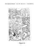 PERIPHERAL-TYPE BENZODIAZEPINE RECEPTOR EXPRESSION LEVEL AS AN INDEX OF ORGAN DAMAGE AND REGENERATION diagram and image