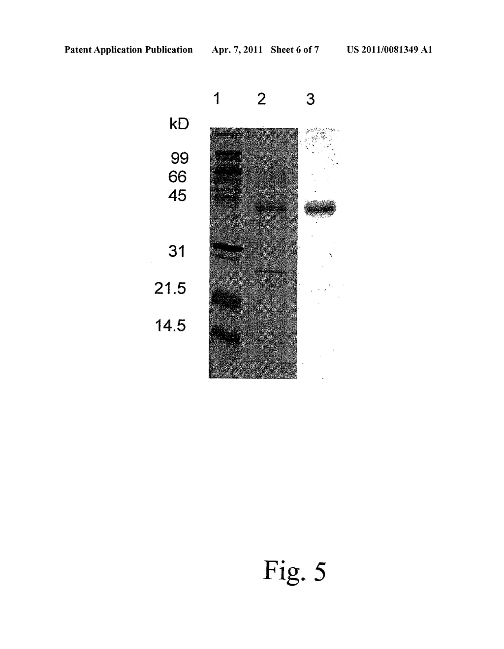 ALLERGENIC LATEX PROTEIN - diagram, schematic, and image 07