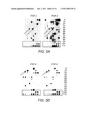 Alpha 5 beta 1 and its ability to regulate the cell survival pathway diagram and image