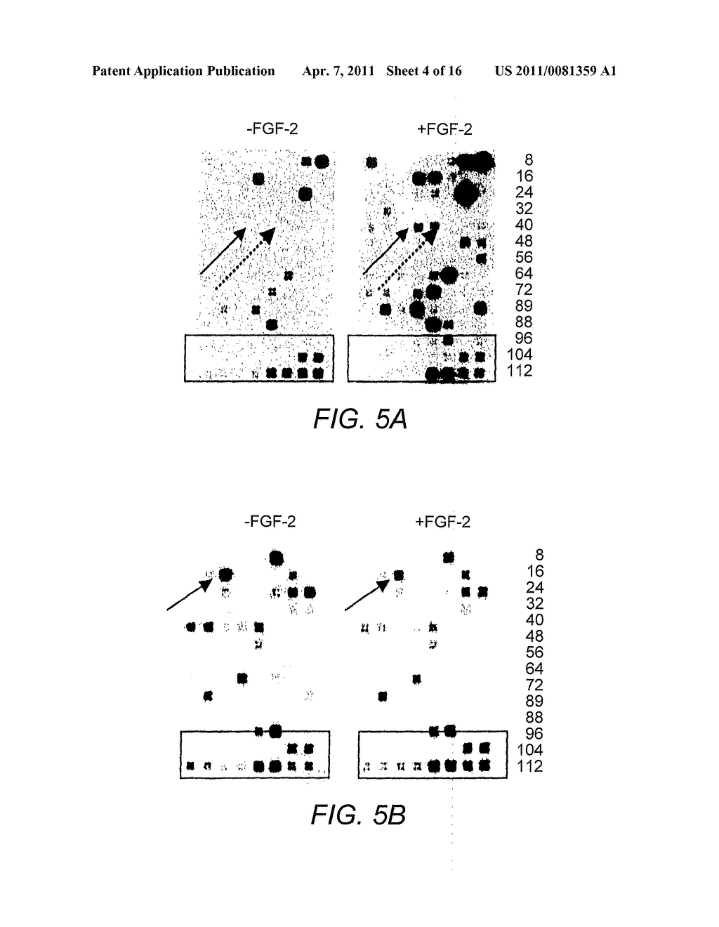 Alpha 5 beta 1 and its ability to regulate the cell survival pathway - diagram, schematic, and image 05