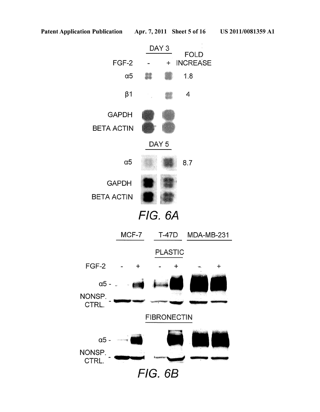 Alpha 5 beta 1 and its ability to regulate the cell survival pathway - diagram, schematic, and image 06