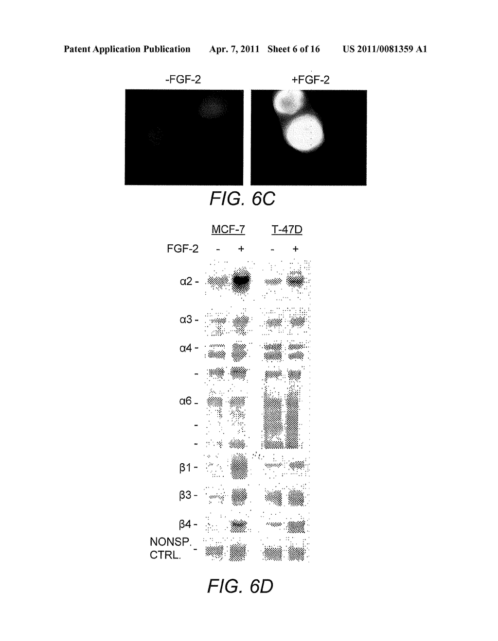 Alpha 5 beta 1 and its ability to regulate the cell survival pathway - diagram, schematic, and image 07