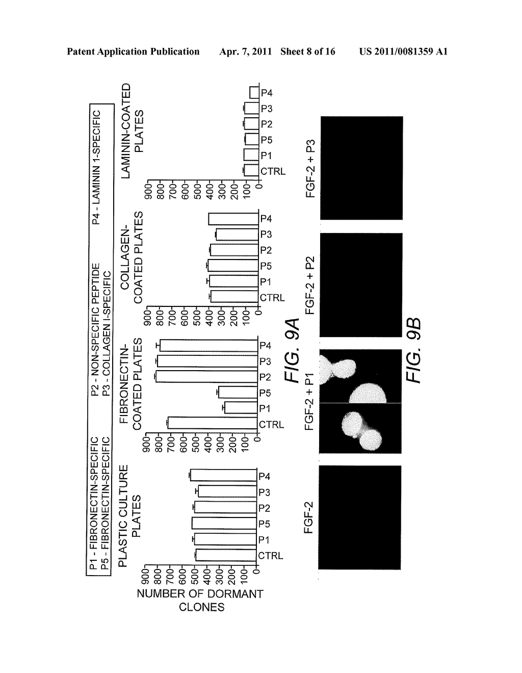 Alpha 5 beta 1 and its ability to regulate the cell survival pathway - diagram, schematic, and image 09