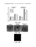 Alpha 5 beta 1 and its ability to regulate the cell survival pathway diagram and image