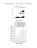 Alpha 5 beta 1 and its ability to regulate the cell survival pathway diagram and image