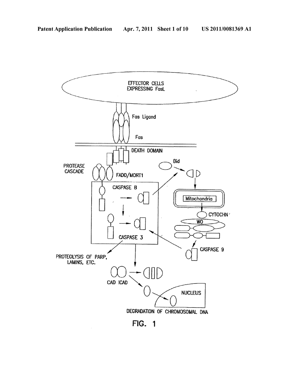 IMMUNE MODULATION WITH DEATH RECEPTOR-INDUCED APOPTOSIS - diagram, schematic, and image 02