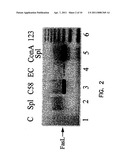 IMMUNE MODULATION WITH DEATH RECEPTOR-INDUCED APOPTOSIS diagram and image