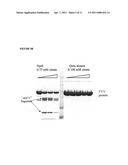 USE AND PRODUCTION OF CITRATE-STABLE NEUTRAL METALLOPROTEASES diagram and image