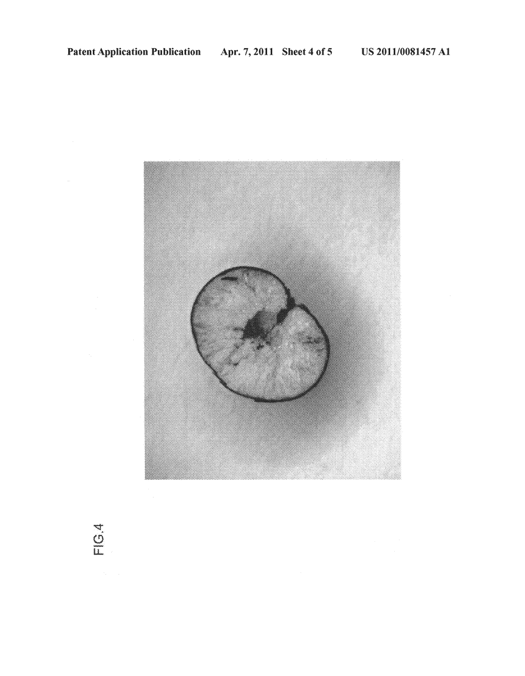 Roasted barley, barley tea bags using the same and method of producing roasted barley - diagram, schematic, and image 05