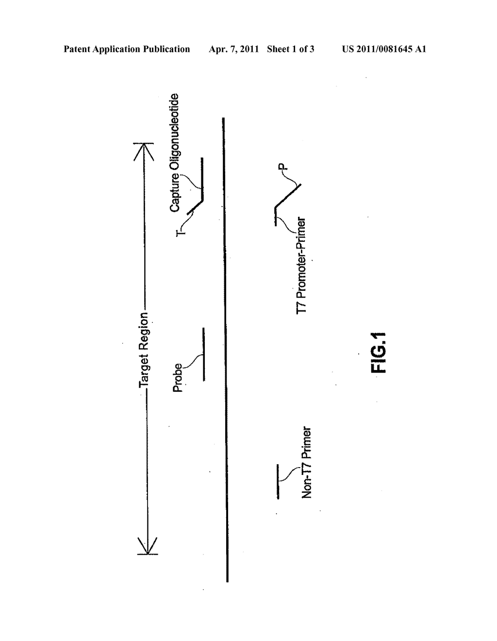 COMPOSITIONS AND METHODS FOR DETECTING HEPATITIS B VIRUS - diagram, schematic, and image 02