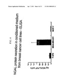 FREE NGAL AS A BIOMARKER FOR CANCER diagram and image