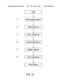 COMPOSITIONS AND METHODS FOR PROCESSING AND AMPLIFICATION OF DNA, INCLUDING USING MULTIPLE ENZYMES IN A SINGLE REACTION diagram and image