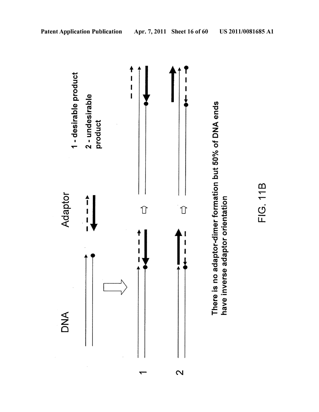 COMPOSITIONS AND METHODS FOR PROCESSING AND AMPLIFICATION OF DNA, INCLUDING USING MULTIPLE ENZYMES IN A SINGLE REACTION - diagram, schematic, and image 17