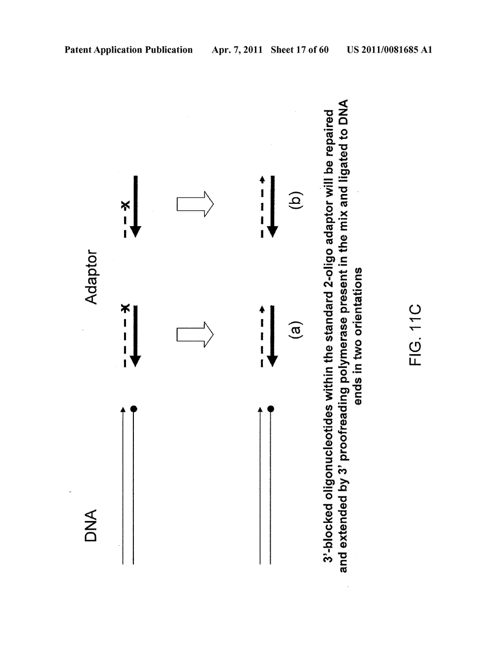 COMPOSITIONS AND METHODS FOR PROCESSING AND AMPLIFICATION OF DNA, INCLUDING USING MULTIPLE ENZYMES IN A SINGLE REACTION - diagram, schematic, and image 18
