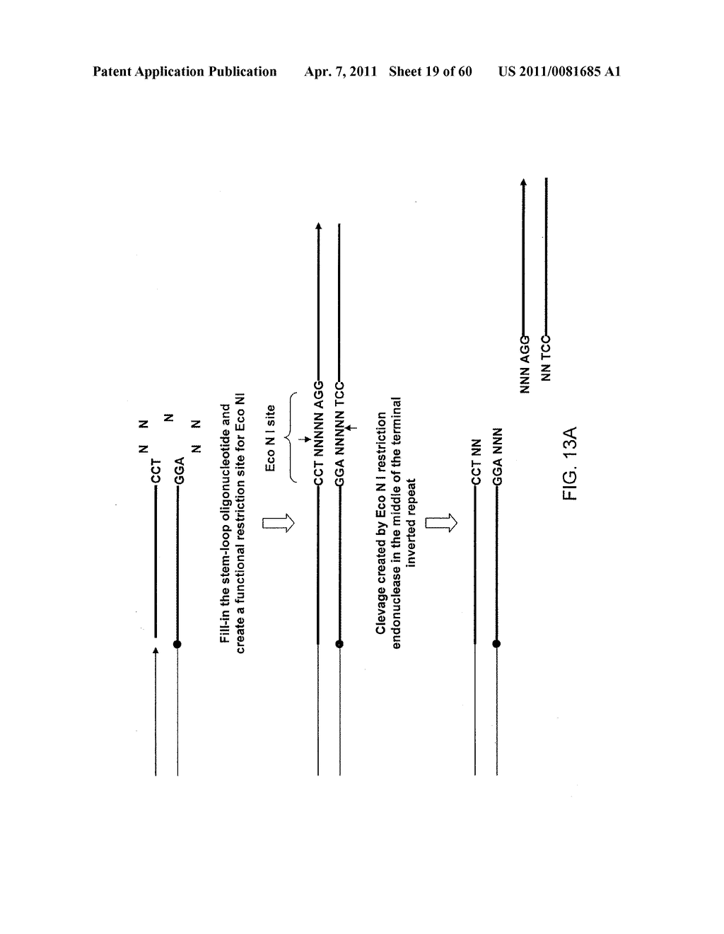 COMPOSITIONS AND METHODS FOR PROCESSING AND AMPLIFICATION OF DNA, INCLUDING USING MULTIPLE ENZYMES IN A SINGLE REACTION - diagram, schematic, and image 20