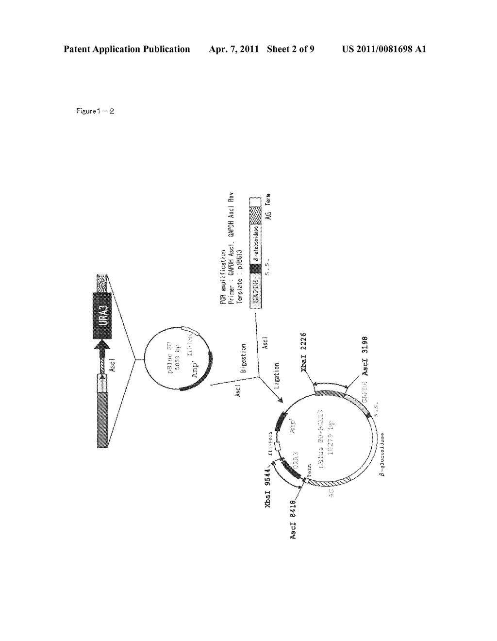 METHOD AND INTRODUCTION OF GENE INTO YEAST CELL, AND VECTOR FOR THE METHOD - diagram, schematic, and image 03